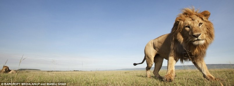 Illustration for article titled Spying On Lions with Elephant Poop